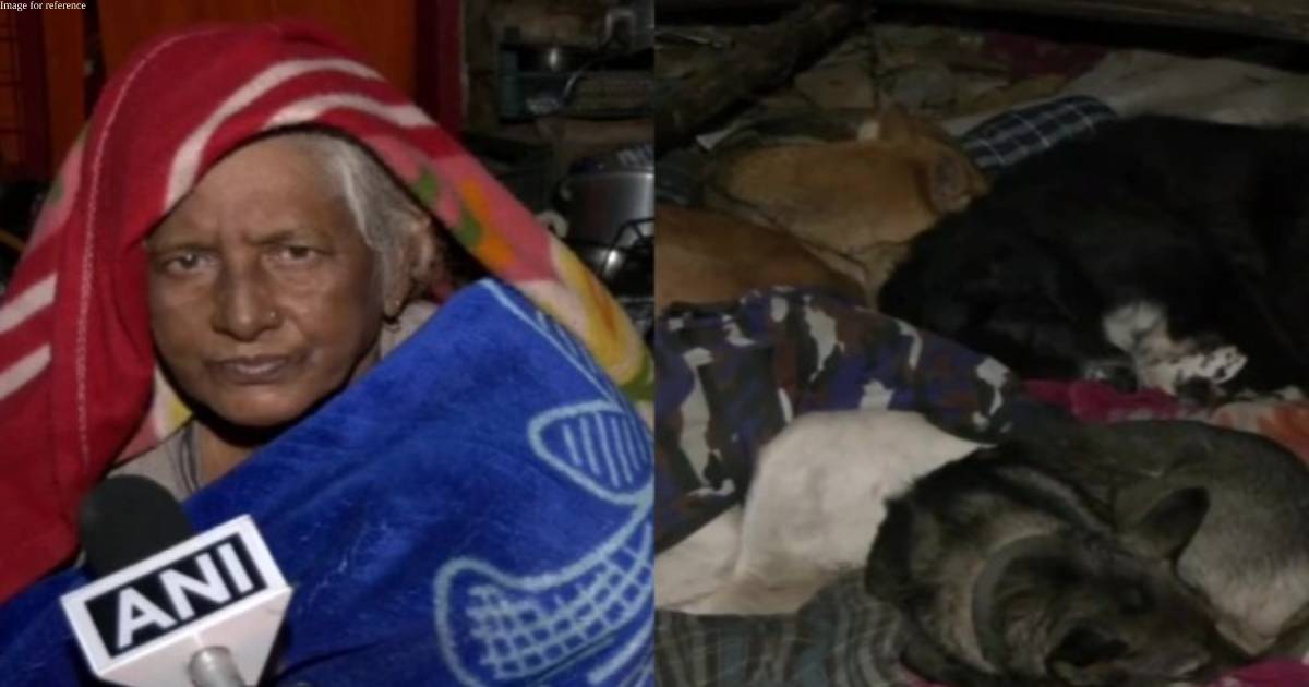 Delhi HC gives stay order after dogs, their octogenarian caretaker go homeless by MCD action